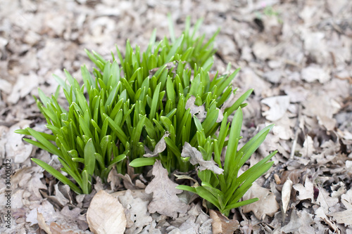 les crocus qui pousse