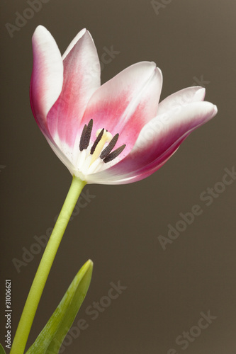 tulipe