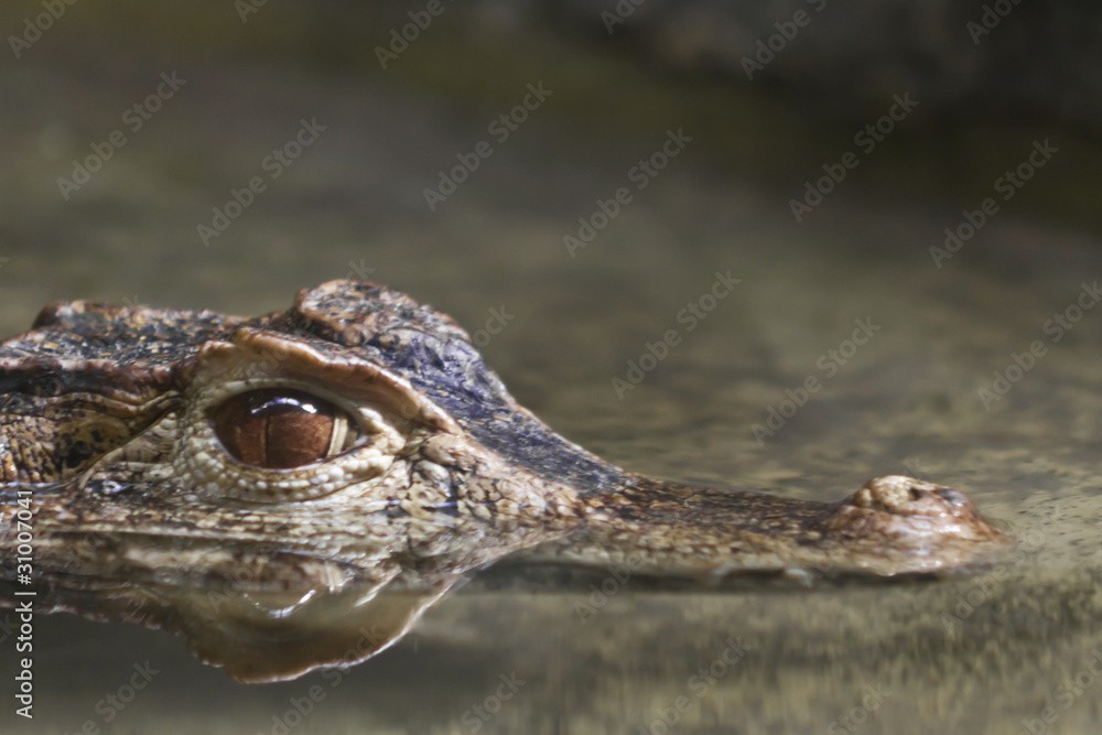 Obraz premium Krokodil