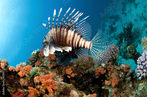 Lion fish swims on colorful tropical reef