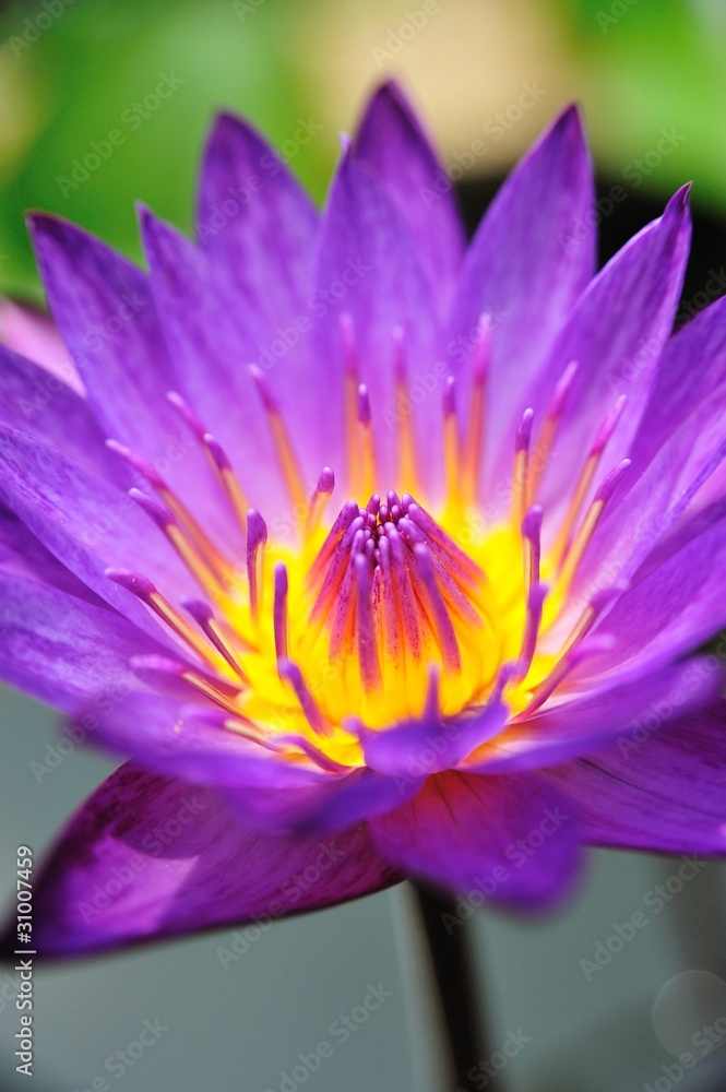 beautiful blossom lotus beautiful blossom lotus