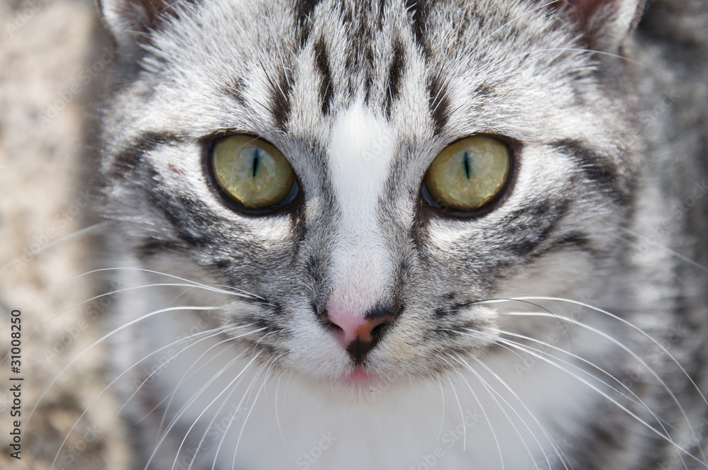 Grau gestreifte Katze in Nahaufnahme Grau gestreifte Katze in Nahaufnahme
