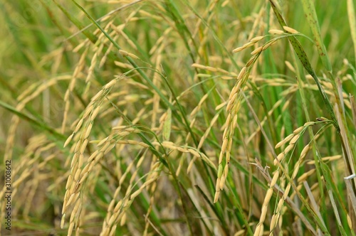 Rice crop agriculture