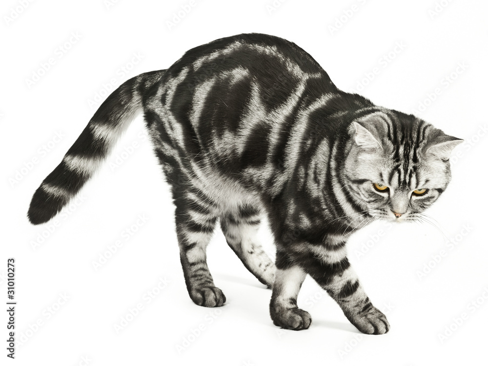British cat dancing British cat dancing