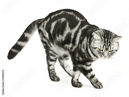 British cat dancing