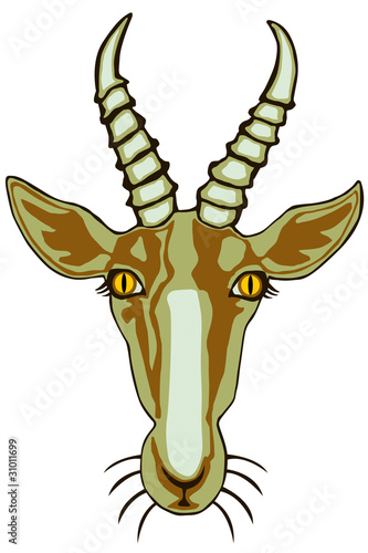 Antelope