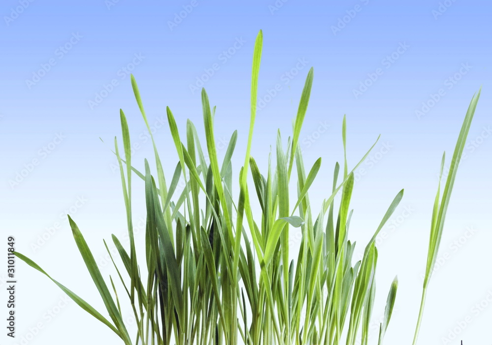 green grass green grass
