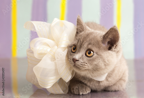 British kitten rare color (lilac) photo