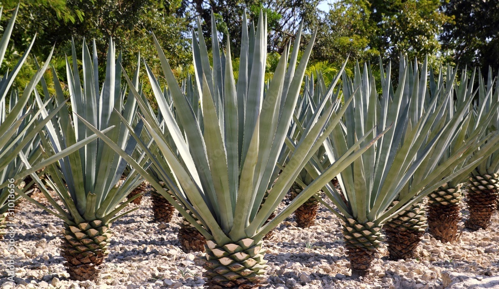 Agave Tequilana Plant For Mexican Tequila Liquor Stock Photo Adobe Stock   1000 F 31013656 NGoKVlQfOFOTMLHCamCAqeYvLaiOct5G 