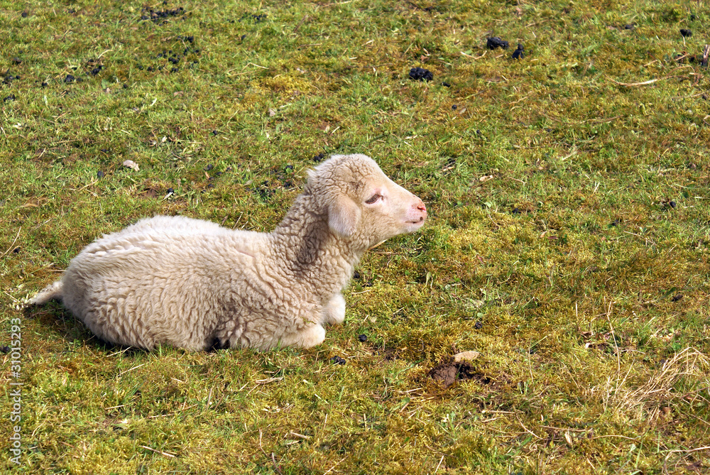 Naklejka premium Schaf