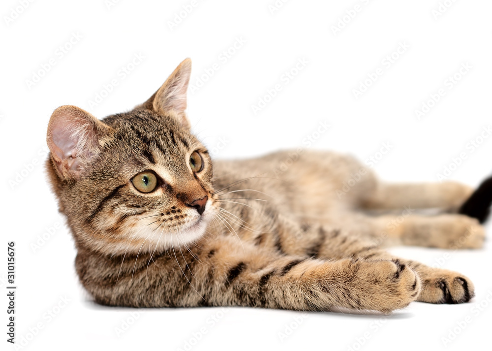 Fototapeta premium Tabby cat lying on white