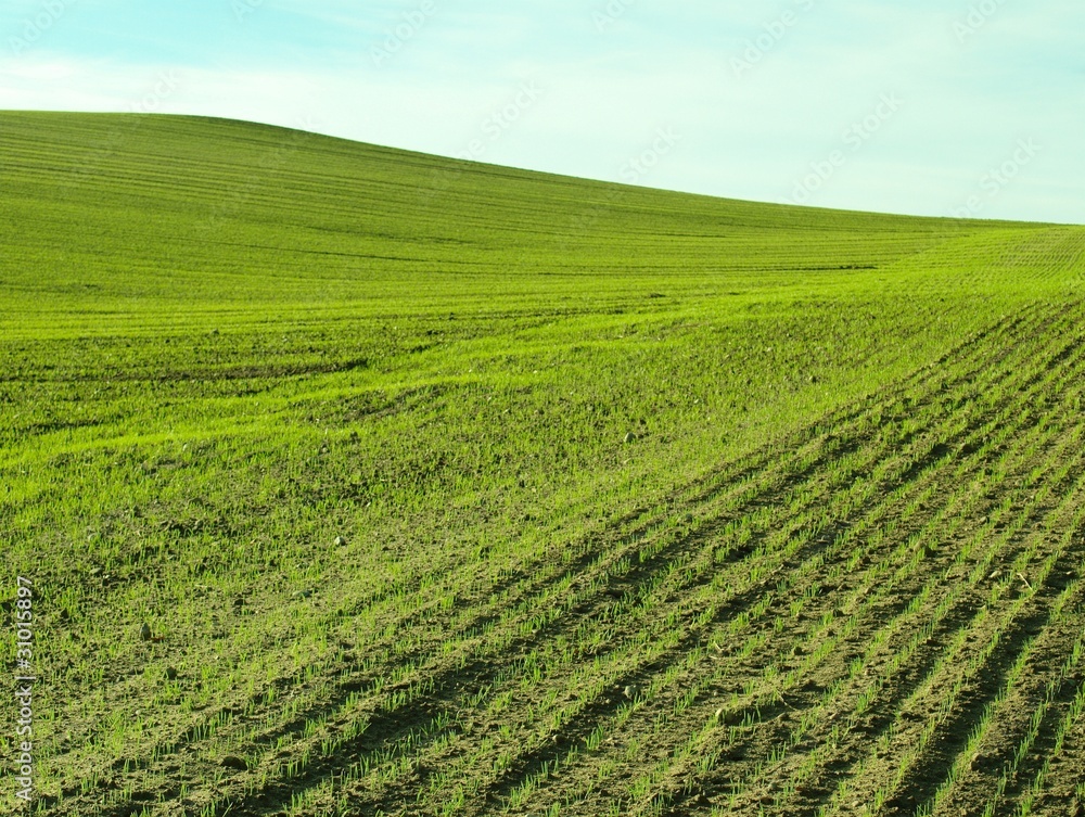 field of young cereals during spring