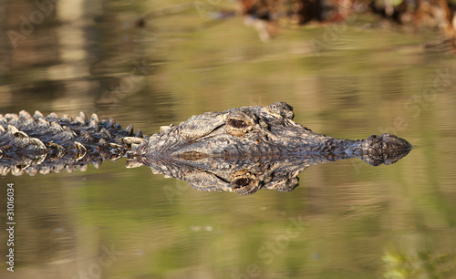 Alligator- Okefenokee Swamp Wildlife Refuge, Georgia