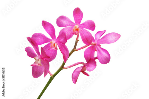 Orchid © adisa