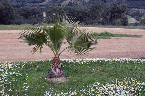 Palmito, chamaerops humilis.
