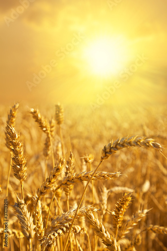 Wheat field at a golden sunset