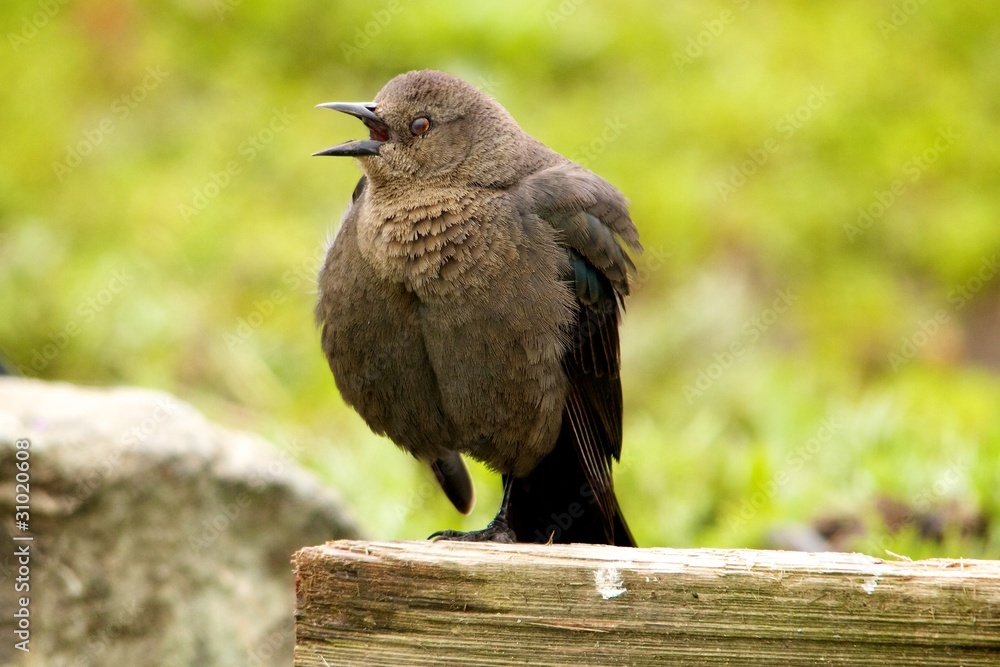 Fototapeta premium Blackbird singing