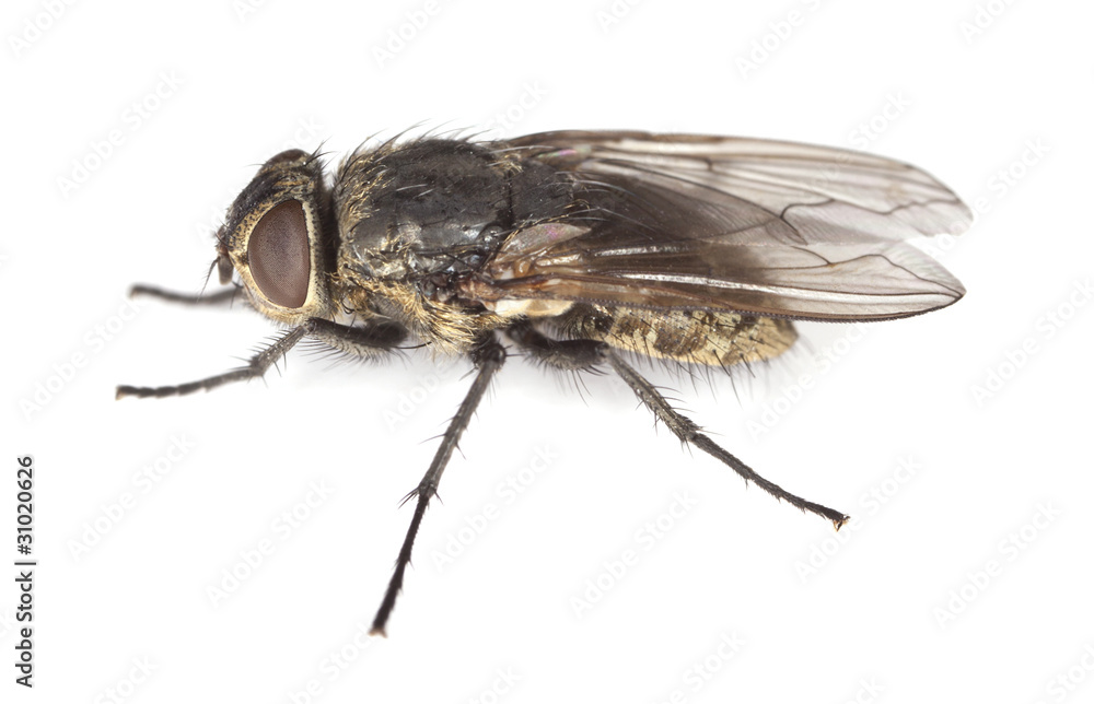 House fly isolated on white background House fly isolated on white background