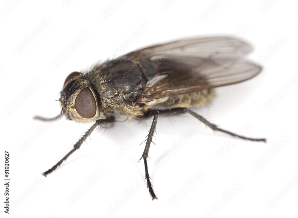 House fly isolated on white background House fly isolated on white background
