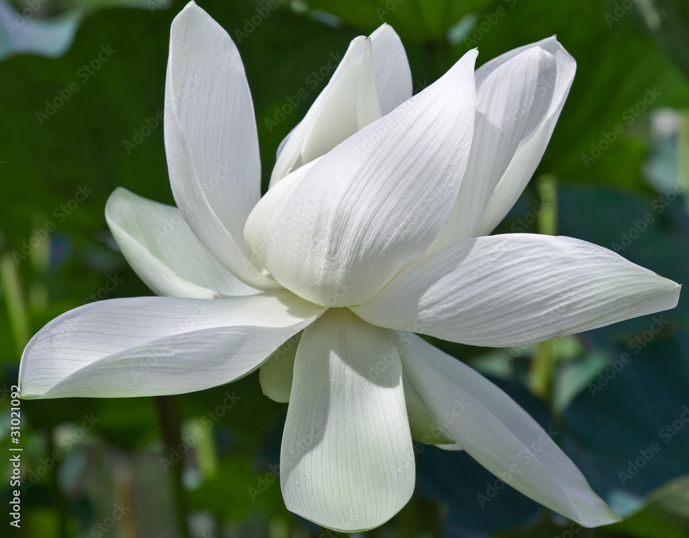 Fototapeta premium fleur de lotus blanc, nelumbo nucifera