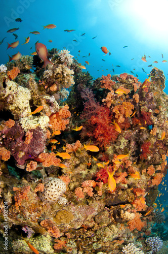 Fototapeta Naklejka Na Ścianę i Meble -  vibrant soft corals and fish in clear blue water