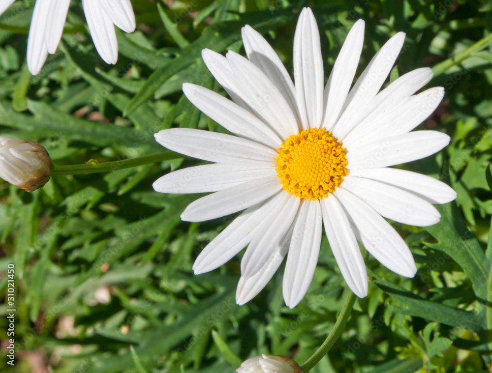 Obraz premium marguerite