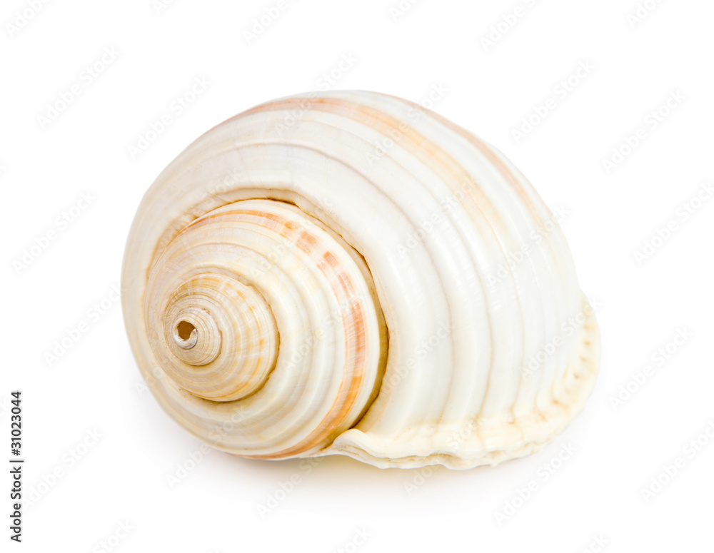 seashell