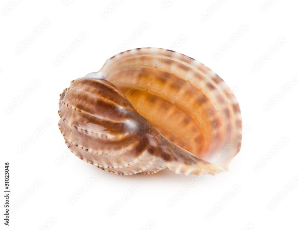 seashell isolated on white background