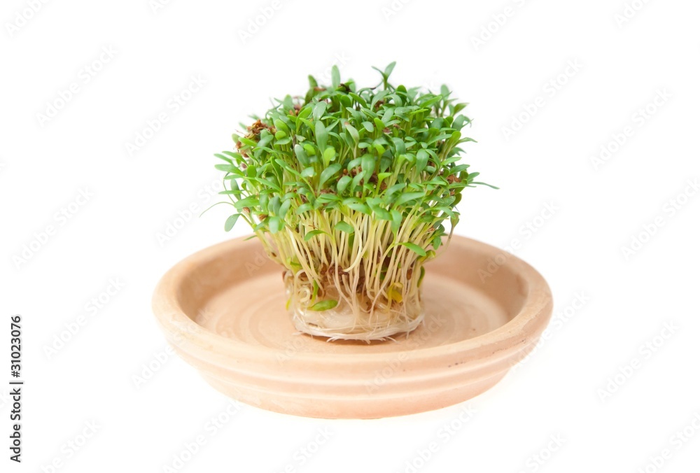 Vitamine und Nährstoffe