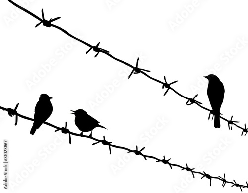 silhouette three birds on barbed wire