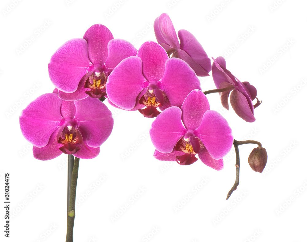 phalaenopsis