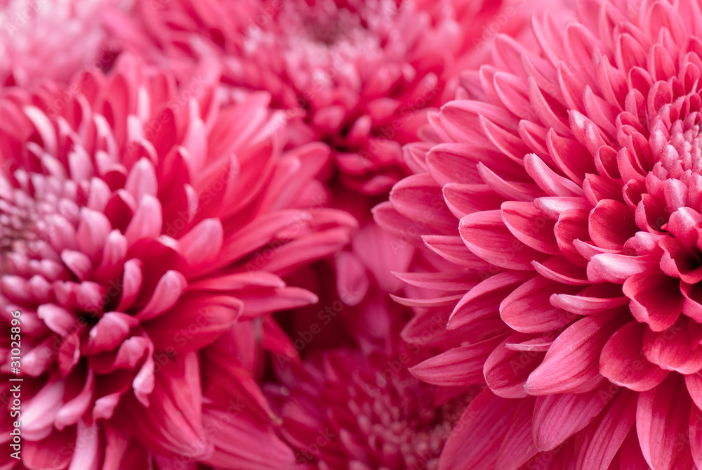 chrysanthemum chrysanthemum