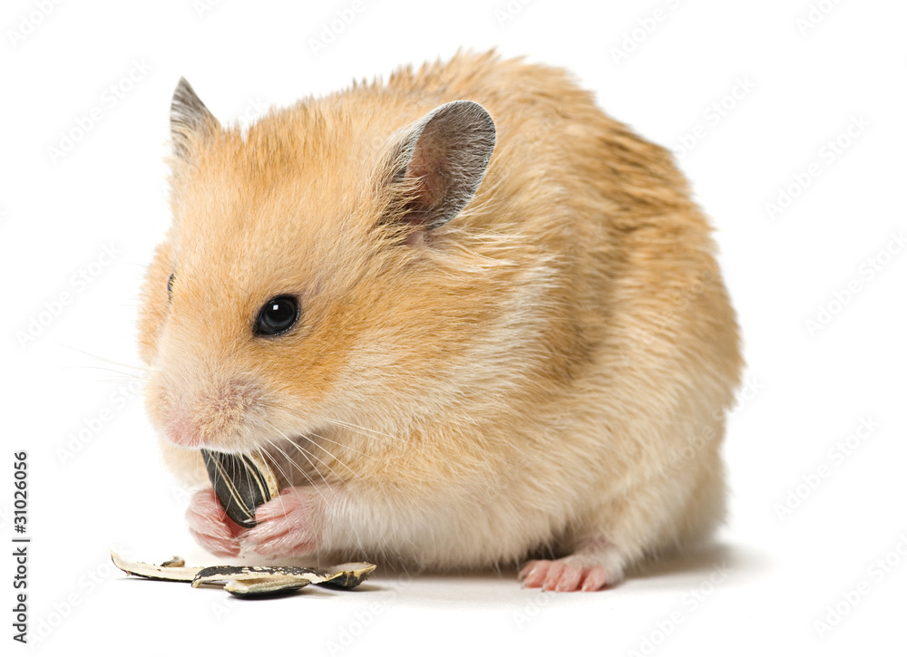 Fototapeta premium Male hamster eating sunflower seeds over white background.