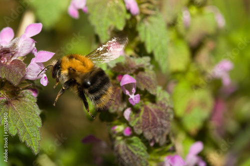 the bee in flower © Zoltán Futó