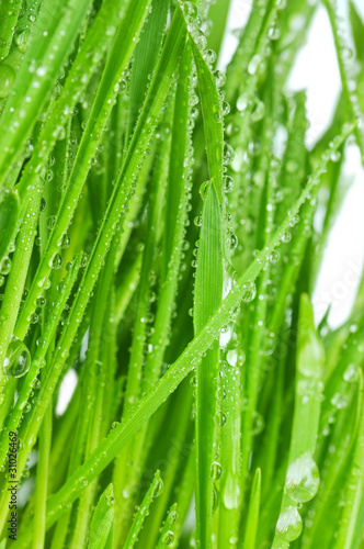 Fresh green grass With water drops