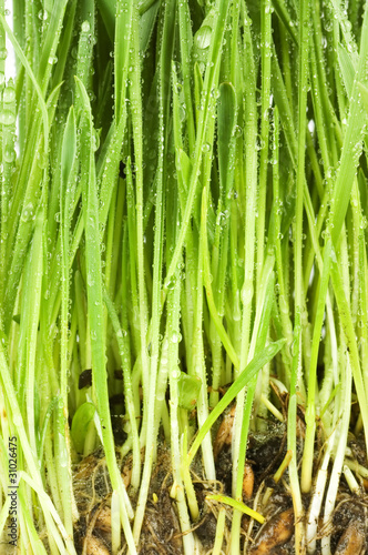 Fresh green grass With water drops