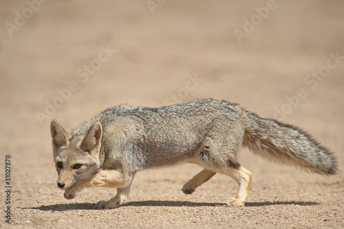 Gray Fox (Dusicyon griseus) in Talampaya, Argentina. photo