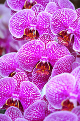 Sierkussen Paars Exotische bloemen in levendige kleuren  © medwedja