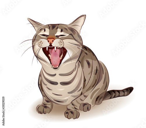 Yelling tabby cat