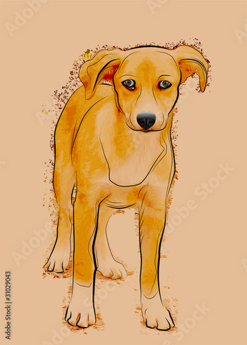 portrait of homeless stray dog