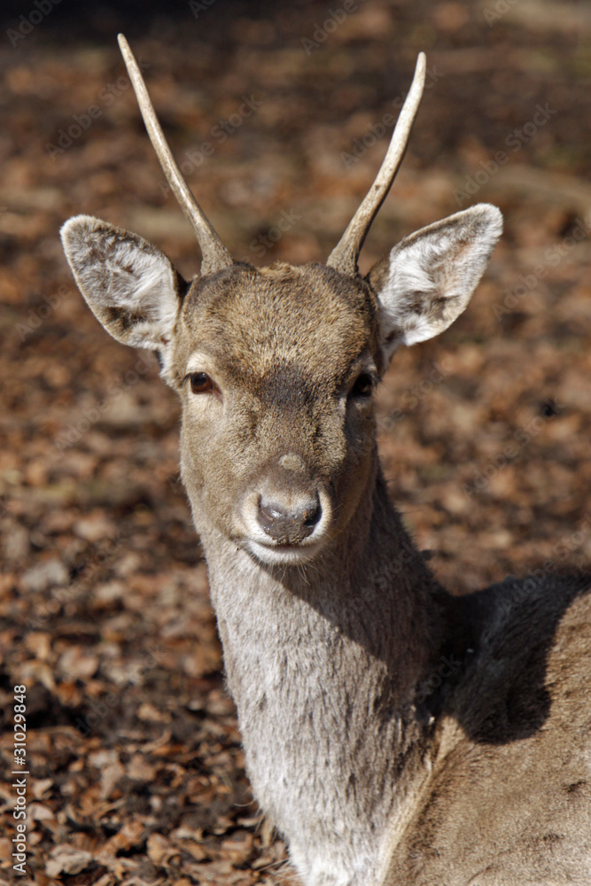 Fototapeta premium Damwild