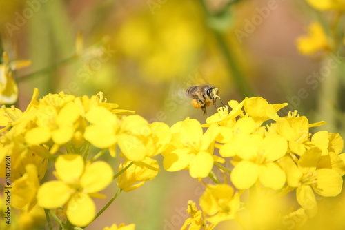 a honeybee flying on yellow flower