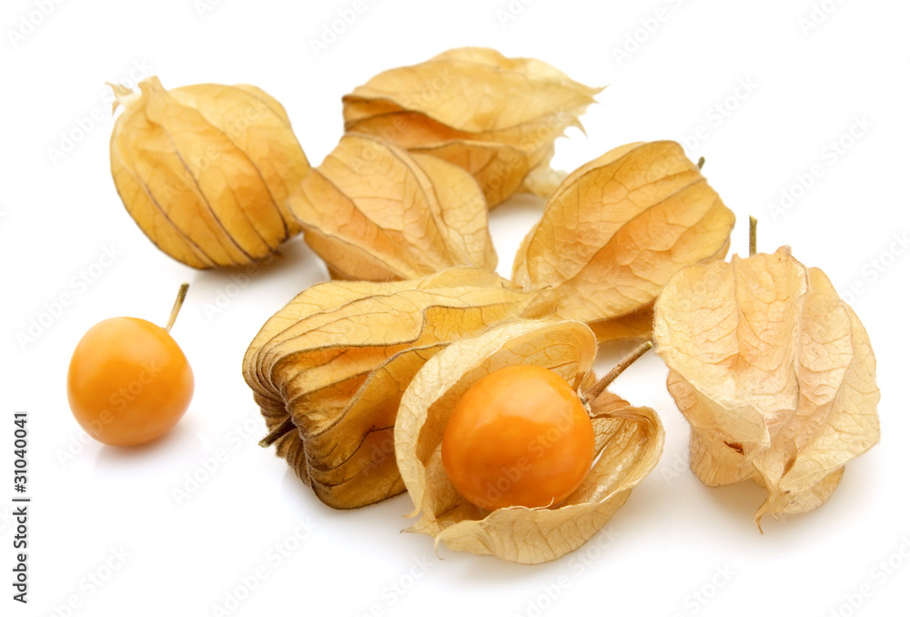 Physalis Physalis