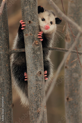 Virginia Opossum (Didelphis virginiana) Climbing a Tree