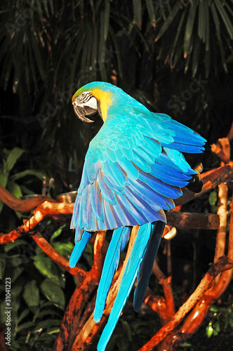 Blue african parrot spreading wings