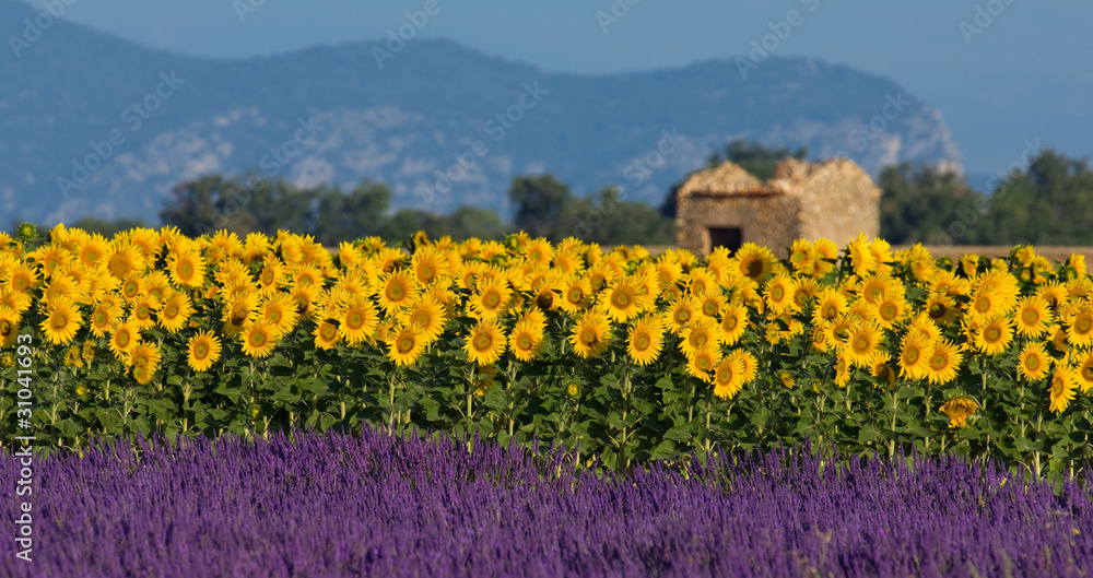 Naklejka premium Lawendowe i słonecznikowe ustawienie w Provence, Francja