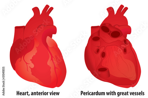 Anatomy: Human Heart (CS4) photo