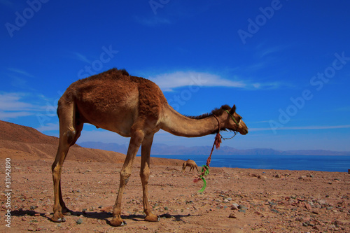 Camel beside the Red Sea