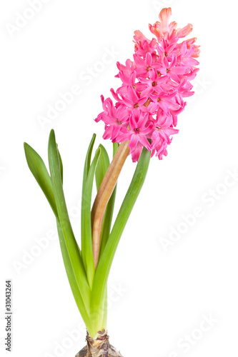 flower hyacinth isolated over white