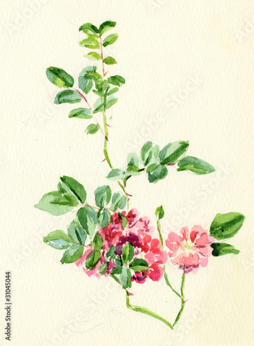rose, watercolor